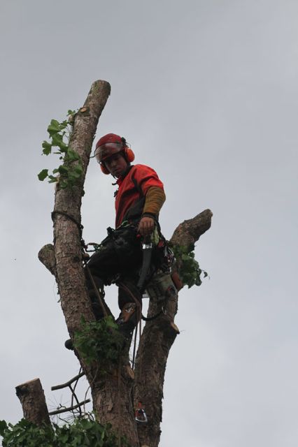 Abattage par démontage d’un Pin de 15 m de haut.