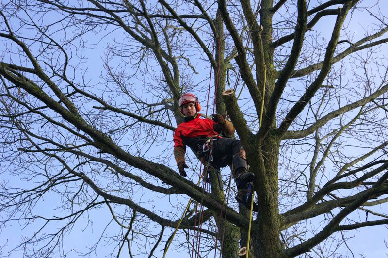 Abattage par démontage d’un Chêne à La Hulpe