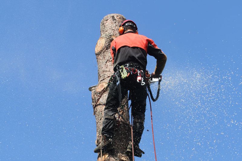 Démontage d’un pin de 20m de haut à Berchem-Saint-Agathe