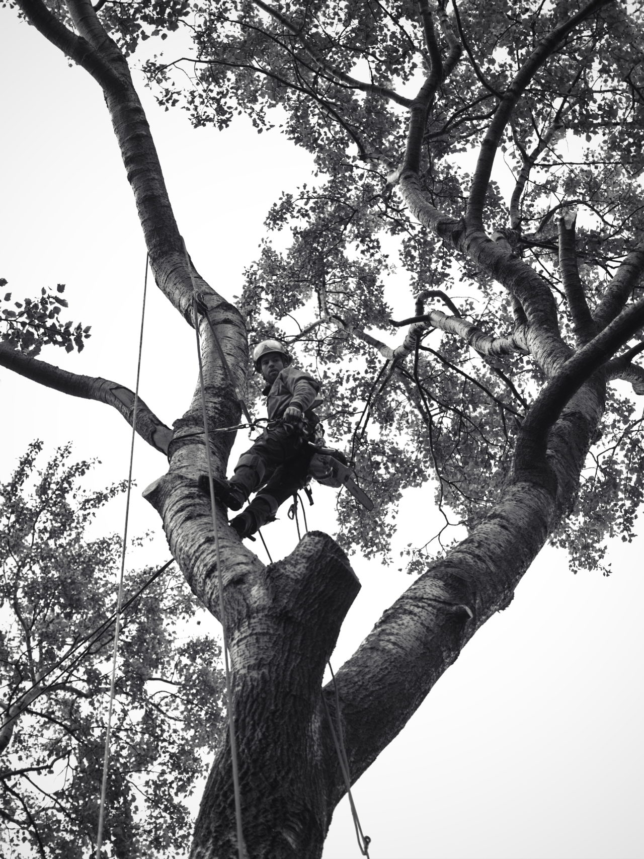 Démontage de vos arbres